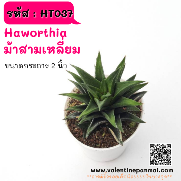 HT037 Haworthia  ม้าสามเหลี่ยม