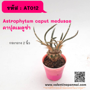 Astrophytum caput medusae คาปุดเมดูซ่า